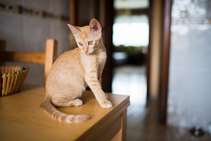 Orange tabby kitten stock photo containing cat and pet