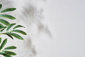 White background with blurred shadow from a branch with green le, a Background Photo by ndanko