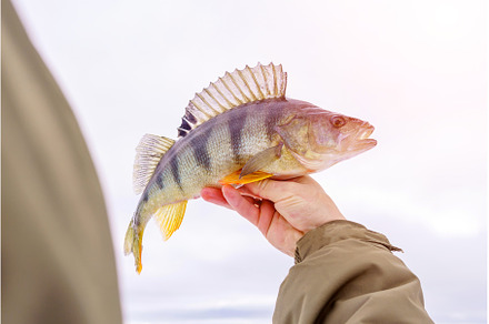A man fisherman holds a perch fish, an Animal Photo by darksoul72