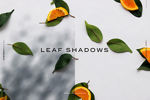 Leaf Shadows