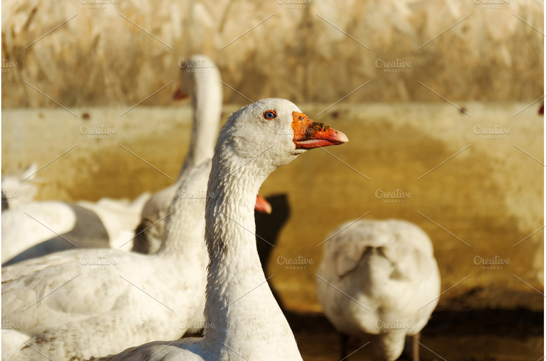 Graceful goose gazing curiously in, an Animal Photo by darksoul72