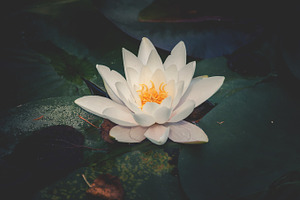 Waterlilly in a garden pond