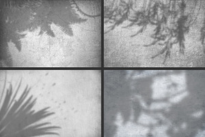 50 Plants Shadows