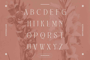 Alexang Display - Display Serif