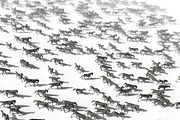 Low Poly Horses Pack, an Animal 3D Model by Tedi Permana (Thumbnail 27 of 28)