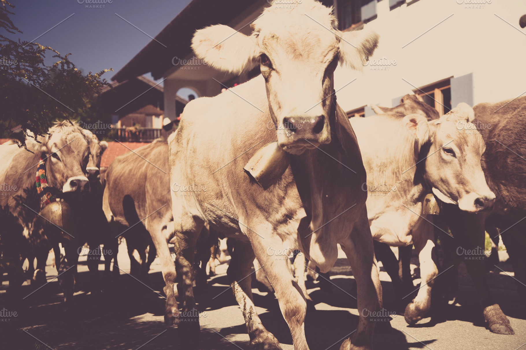 Cow Cowboy Viehscheid Containing Cow Cowboy And Viehscheid