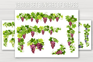 Vector set bunches of grapes