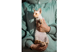 Obedient Devon Rex Cat With White, an Animal Photo by Our Amazing World