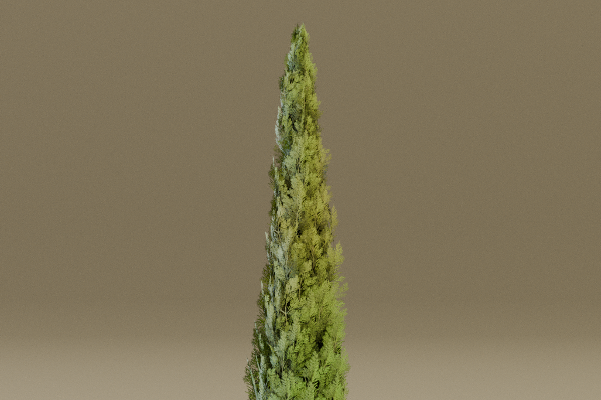 The Cypress Tree, a Plants & Tree 3D Model by FuturePastCreatives (Photo 4 of 4)