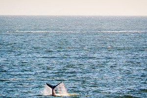 Whale Tail on Horizon, an Animal Photo by THP Creative