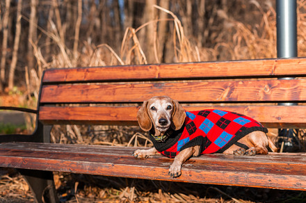 dog dachshund lying on the grass.., an Animal Photo by AlexBush