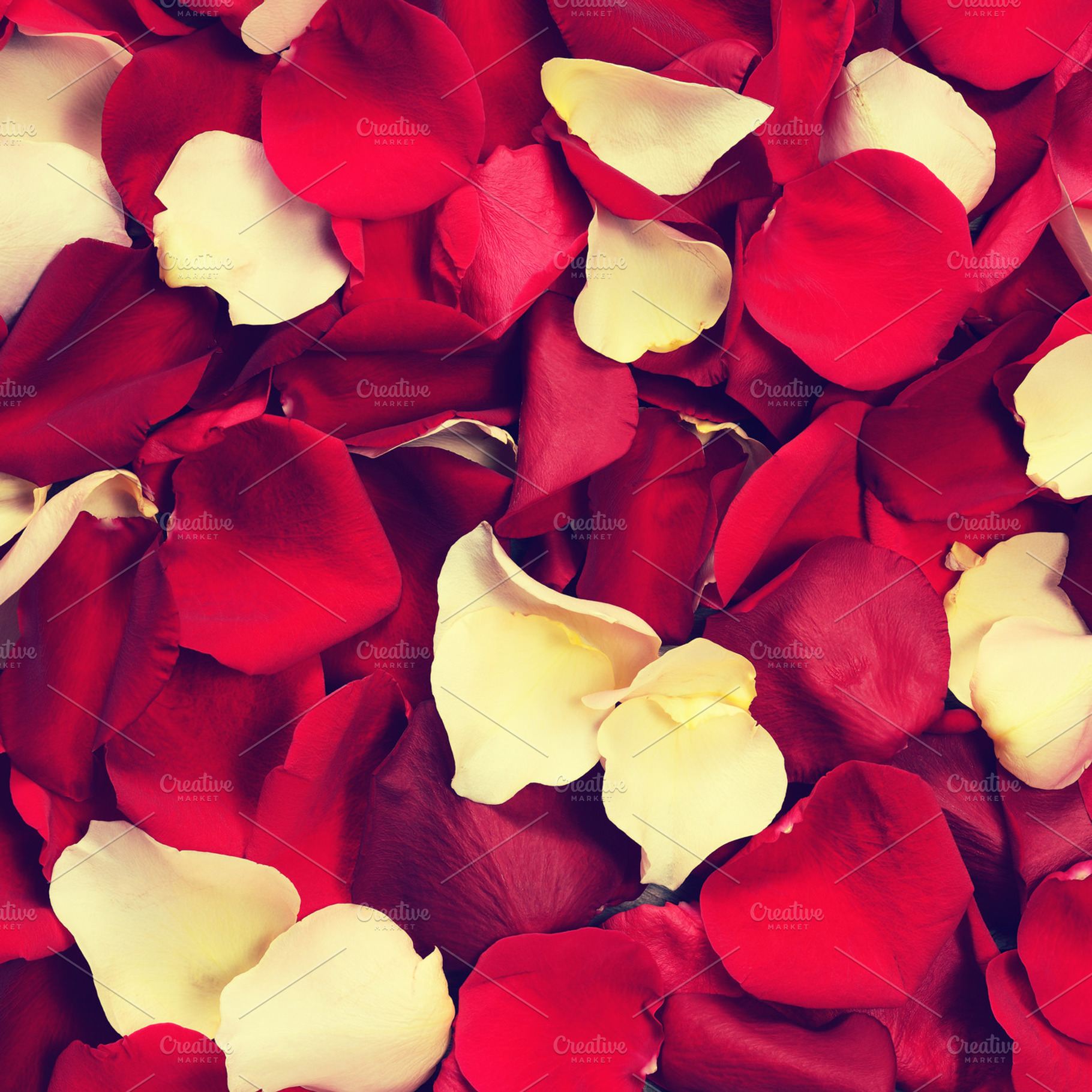 Rose petals featuring rose, petals, and red