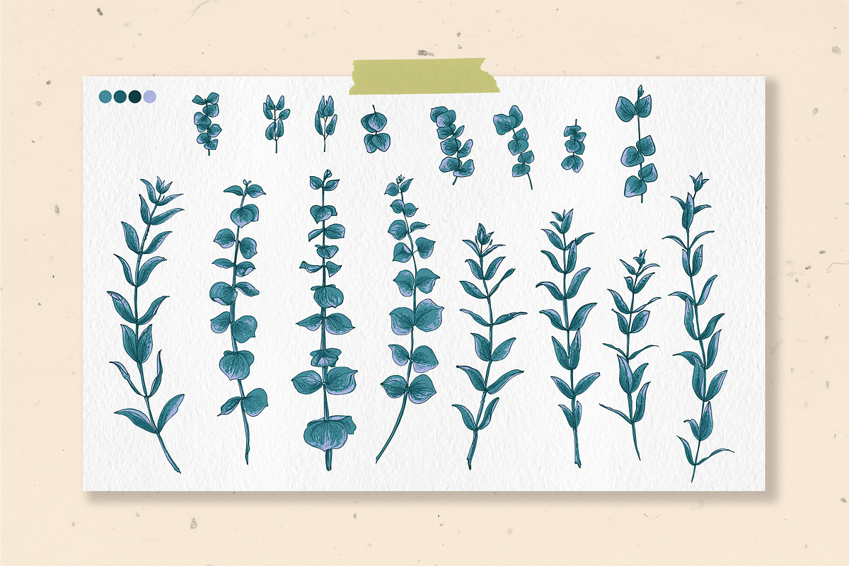 Protea flowers and eucalyptus sketch, an Illustration by irina.vaneeva (Photo 5 of 12)