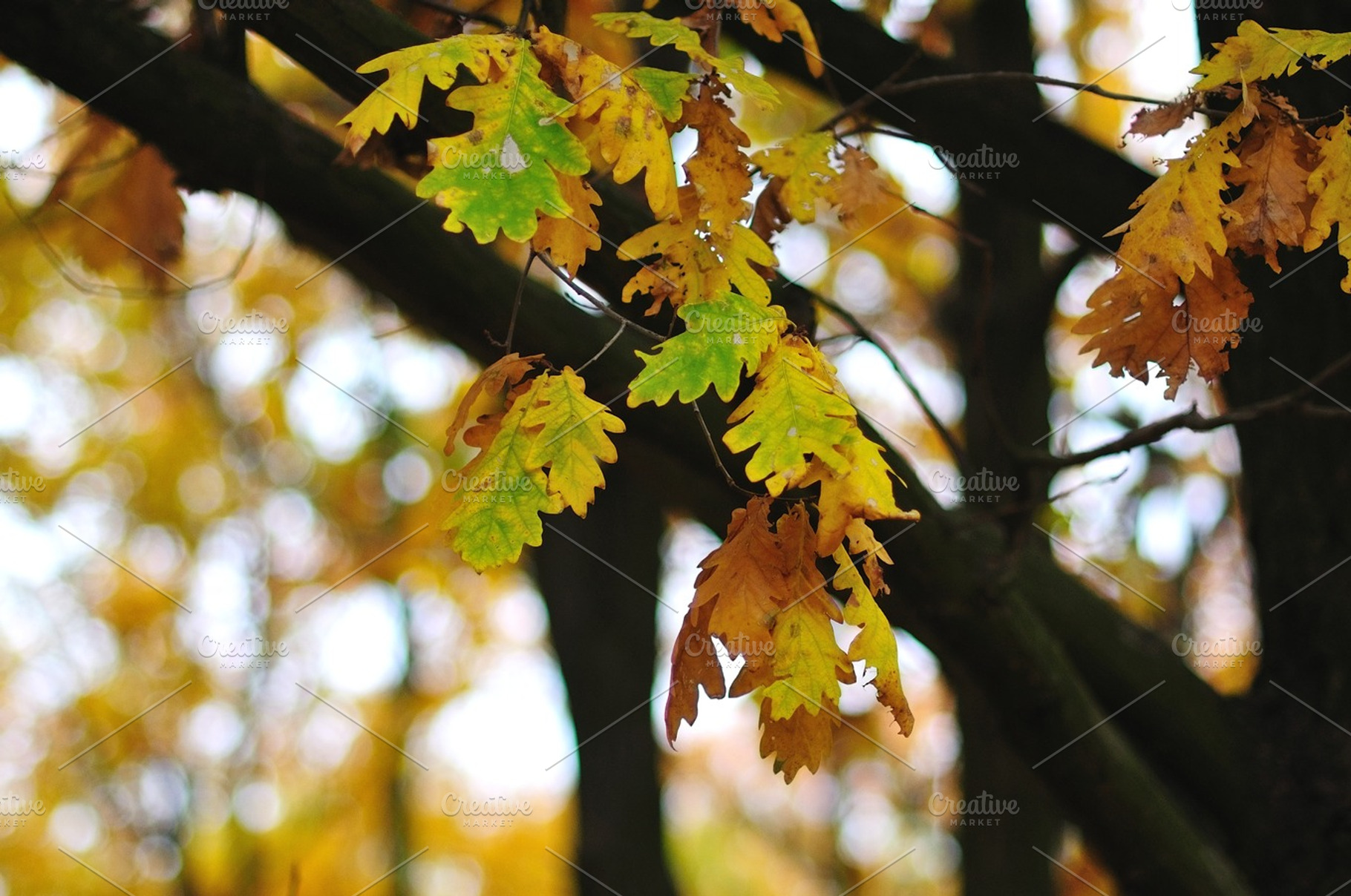Autumn Oak Leaves