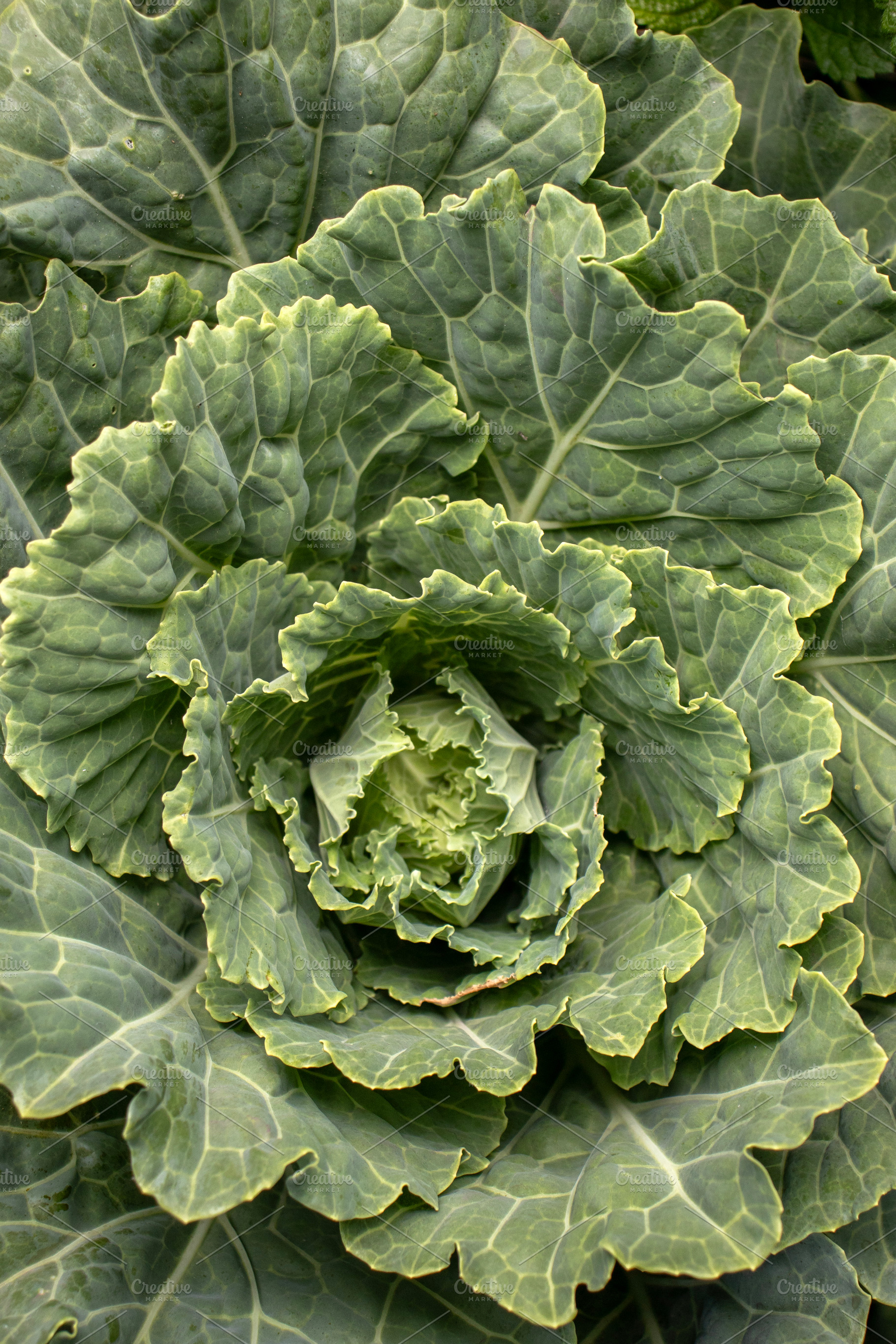 Ornamental cabbage (brassica), a Food & Drink Photo by Schreibikus