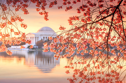 Jefferson Memorial during the Cherry Blossom Festival