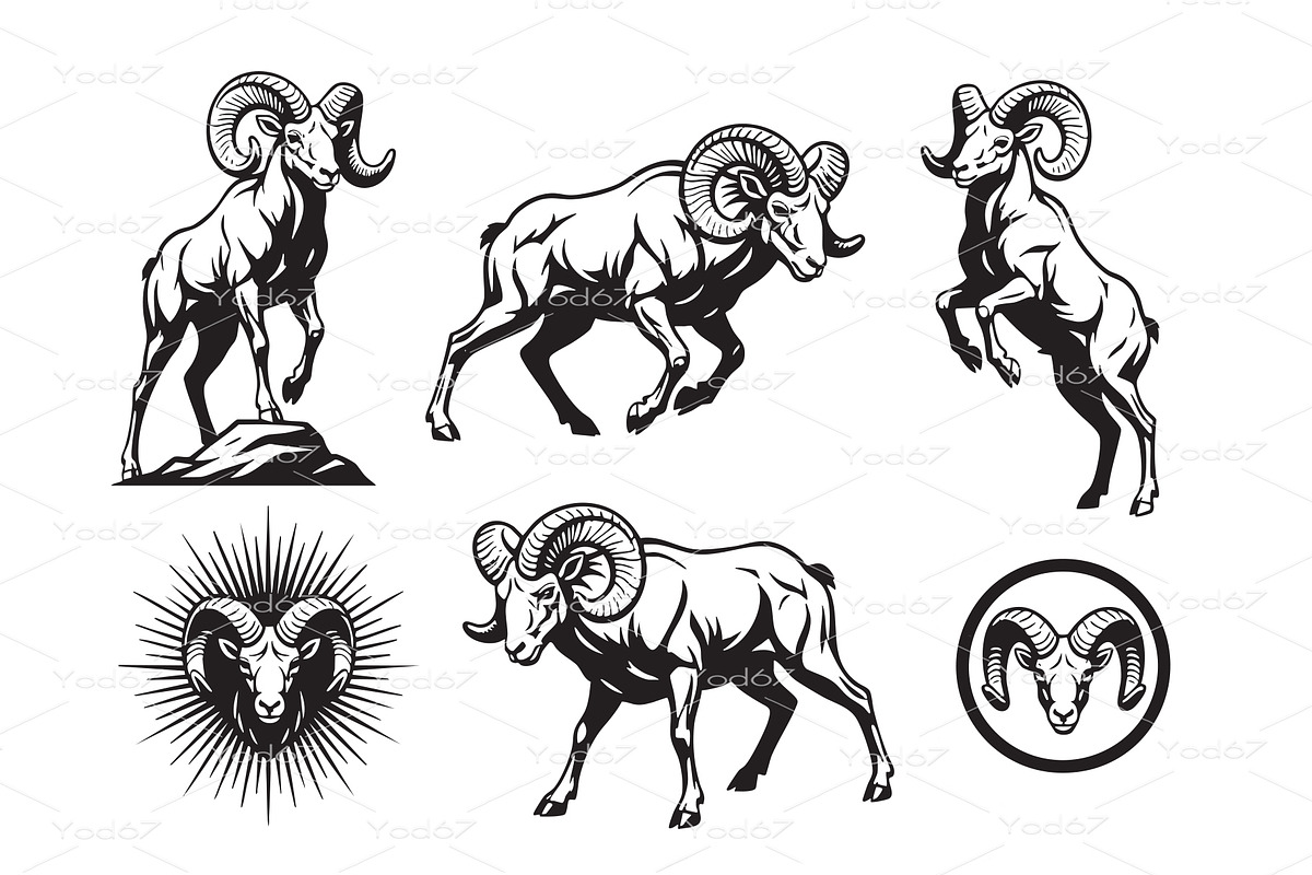 Rams with large curled horns, an Animal Illustration by yod67