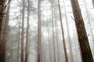 Road Into the Redwood Fog