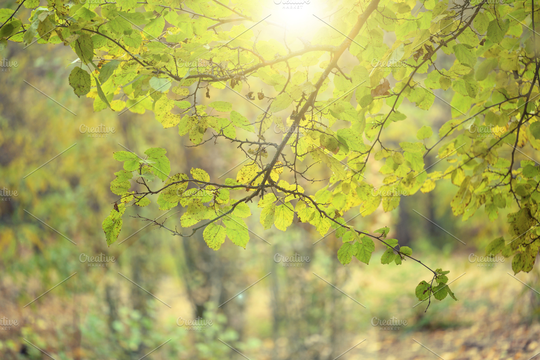 Tree branches with green leaves against a bright sunlit forest b, a Nature Photo by ndanko