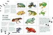 Frogs Watercolour Set, an Education Illustration by Tati Bordiu (Thumbnail 3 of 5)