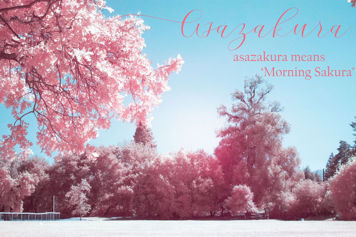 Cherry Blossom, a Script Font by Funtype (Photo 5 of 9)