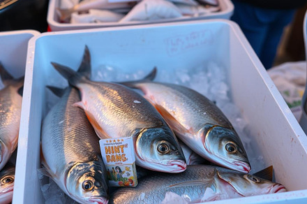Fish on market stock image, an Animal Photo by ComfortQ