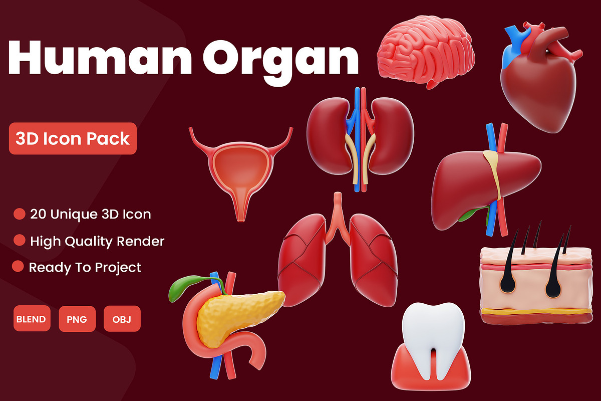 Human Organ Icon Pack, an Object 3D Model by novia99design (Photo 1 of 8)