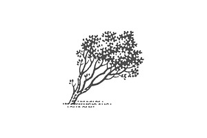 Wind shaped tree
