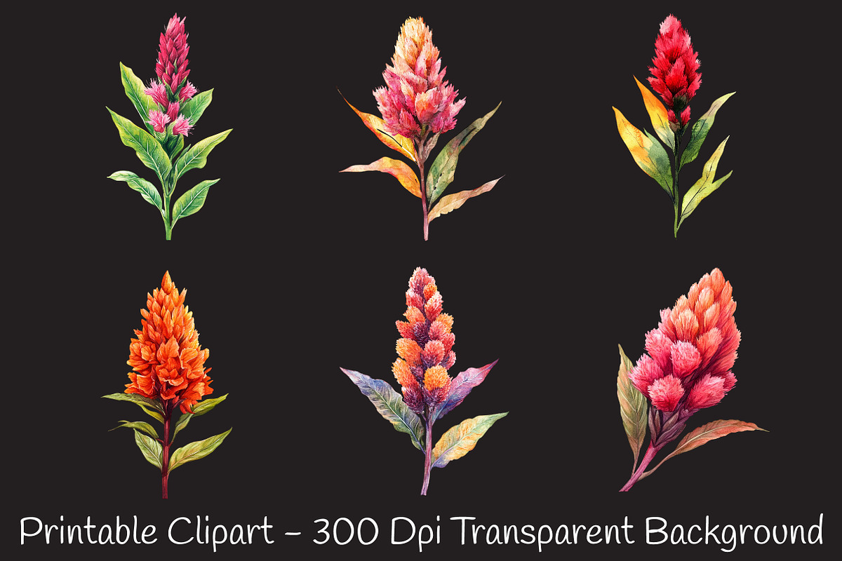 Celosia Flower Watercolor Cliparts, an Illustration by RobertsArt (Photo 3 of 7)