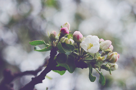 Blooming apple featuring apple, bloom, and blooming