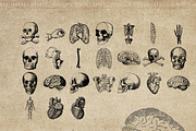 50 Procreate Anatomy Stamps, a Brush Add-On by Endete & Mazak brushes (Thumbnail 3 of 7)