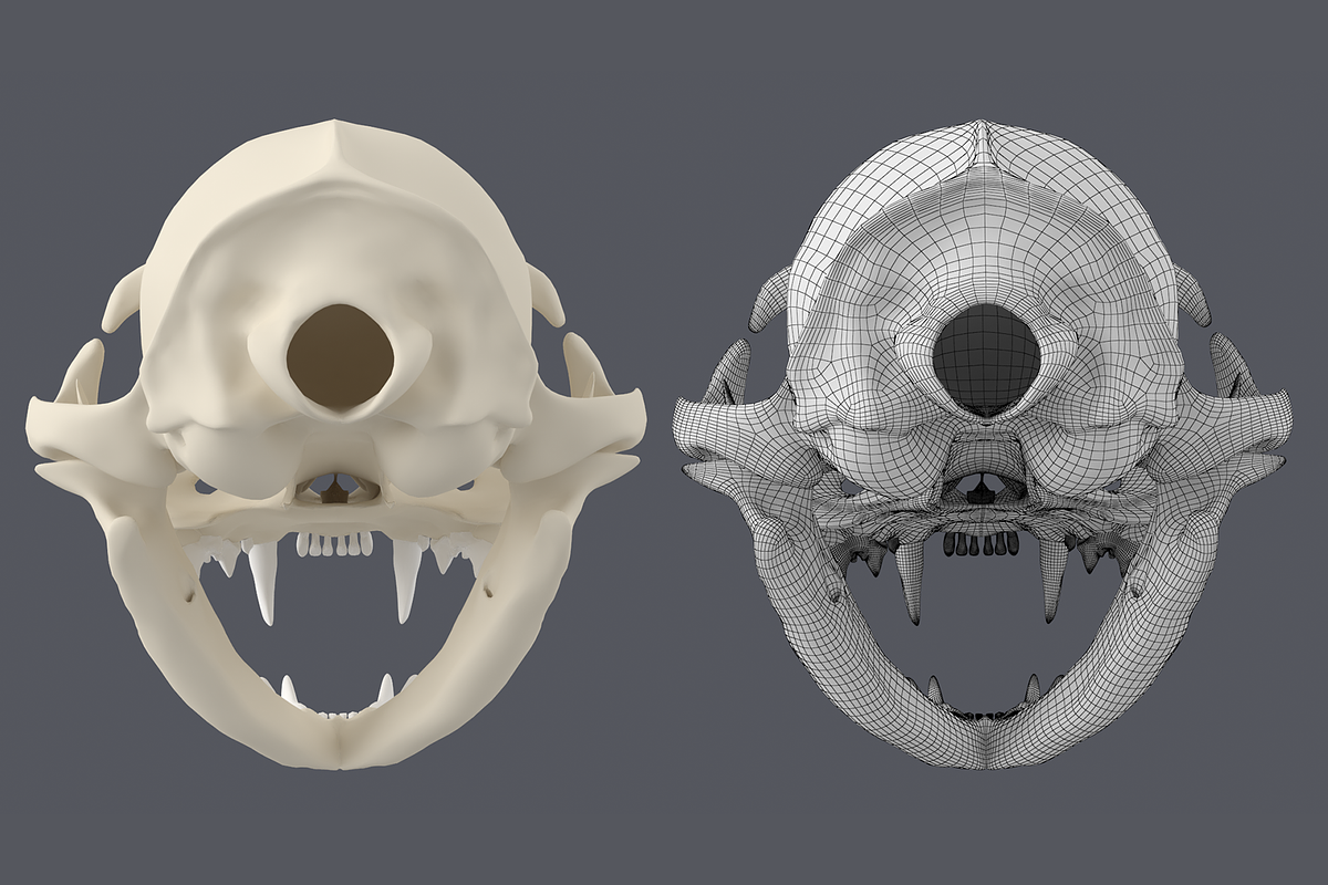 Cat Skull Base Mesh, an Animal 3D Model by VK Studio (Photo 4 of 8)