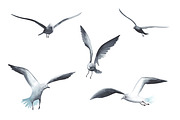 Lighthouses and seagulls. Watercolor, an Illustration by Olga Bonitas (Thumbnail 4 of 4)