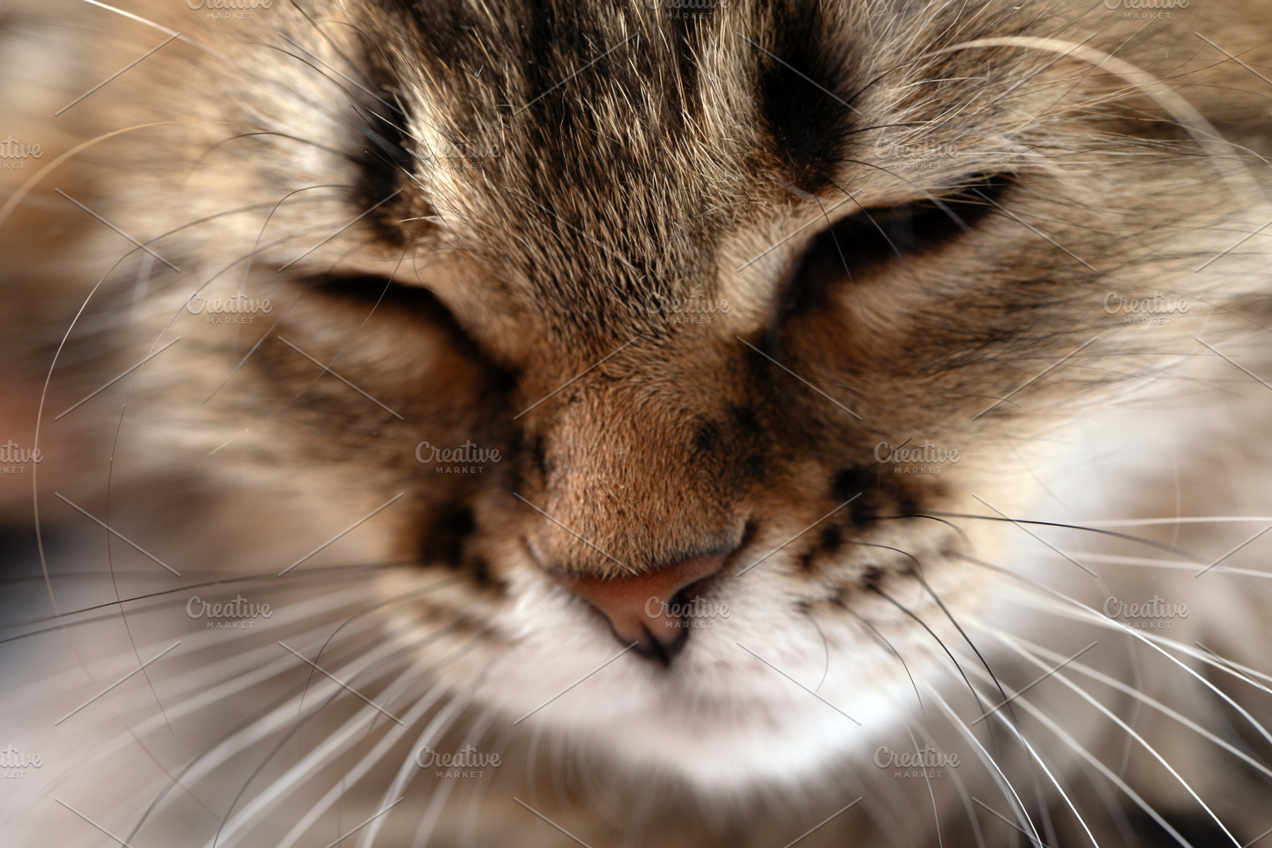 Macro shot of a fluffy cat with closed eyes, highlighting whiskers and fur text, an Animal Photo by Ales Munt
