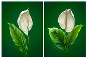 Anthurium flowers, a Pattern Graphic by Sundra (Thumbnail 14 of 15)