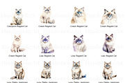 Ragdoll Cat Clipart, Ragdoll Kittens, an Animal Illustration by BrushstrokeArtGB (Thumbnail 2 of 9)
