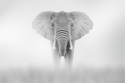 Elephant comes out of the fog on a light background, an Animal Photo by Byrdyak