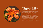 Saparona - Classic Serif Font, a Serif Font by Pikgura (Thumbnail 6 of 7)