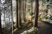 MILLION OF GREEN-Set of 20presets Lr, an Action Add-On by Graphics, Presets, Photos (Thumbnail 2 of 21)