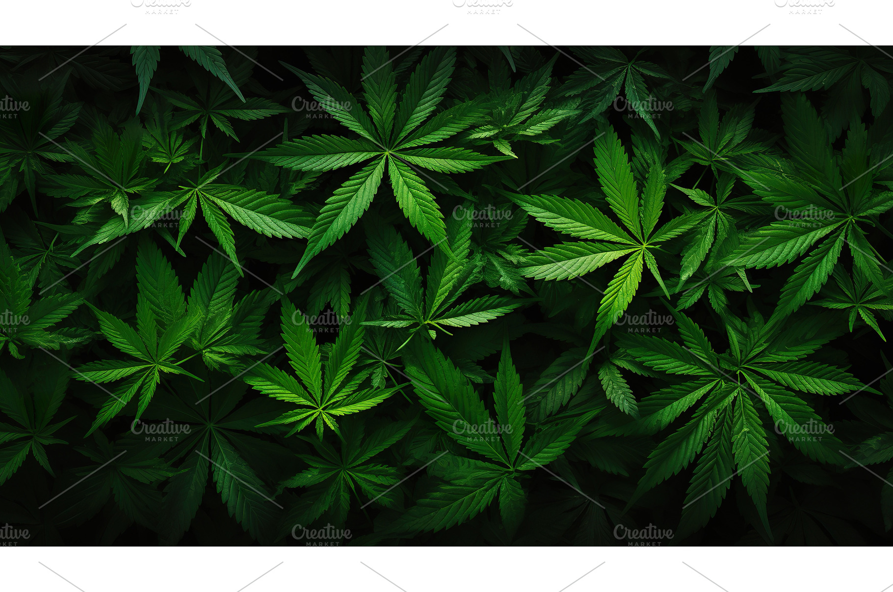 Lush Green Cannabis Leaves, a Nature Photo by Lermont51