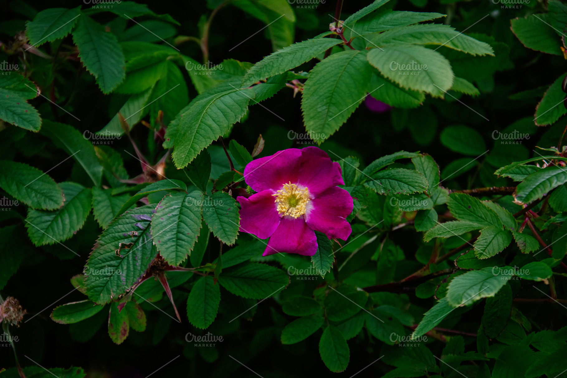 Bright magenta flower amongst green leaves in Reykjavik, Iceland garden, a Photo by AS photostudio