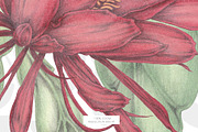 Floral Aesthetic Vintage Patterns, a Pattern Graphic by Alisa Fimen Design (Thumbnail 7 of 13)