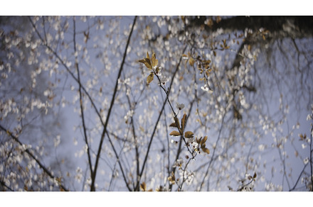 Beautiful branches of flowering tree, a Nature Photo by Media Whale Stock