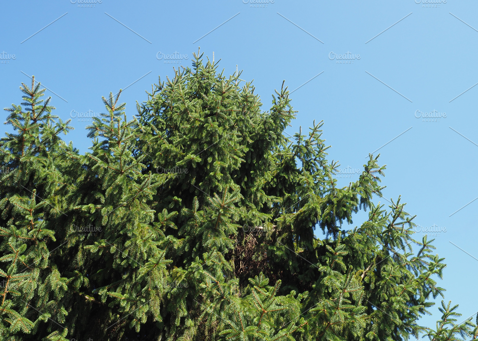 Norway spruce tree scient. class. Picea abies, a Photo by WorldOfPhotos