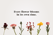 Pressed Flowers PNG Collection, a Decorative Illustration by thetrendytemplate (Thumbnail 4 of 4)