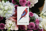 Australian native birds, an Illustration by FITALARTSNEDIGI (Thumbnail 7 of 10)