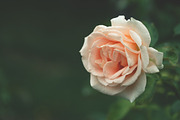 Rose Garden Photo Pack, a Templates & Theme by c l a r a X Y (Thumbnail 5 of 6)
