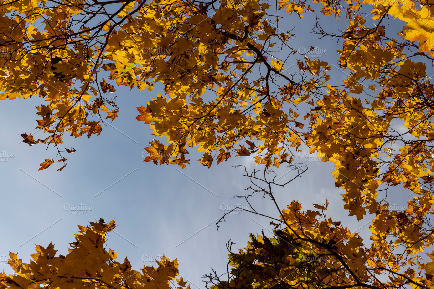 beautiful and bright orange maple foliage in autumn, a Photo by MyPhotos