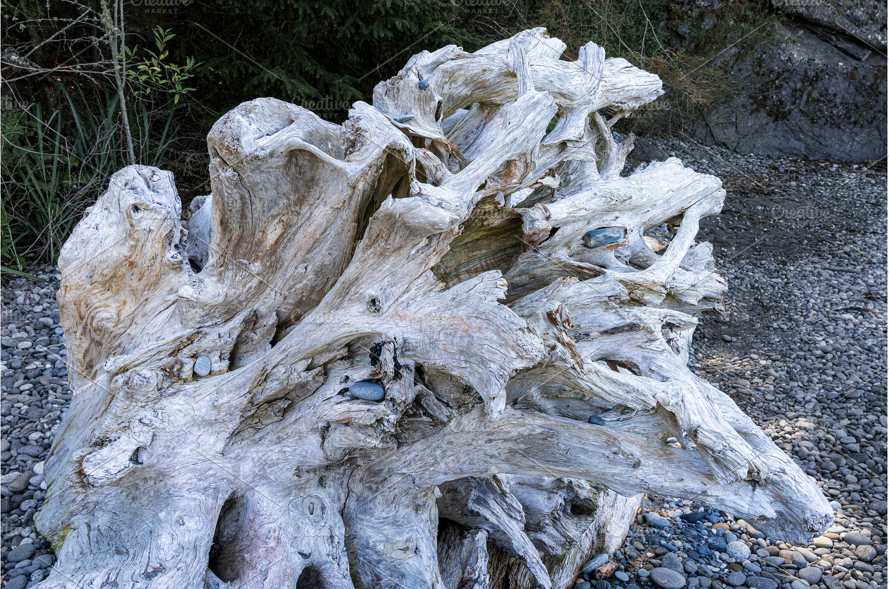Weathered driftwood on Whidbey, a Nature Photo by Backyard Stock
