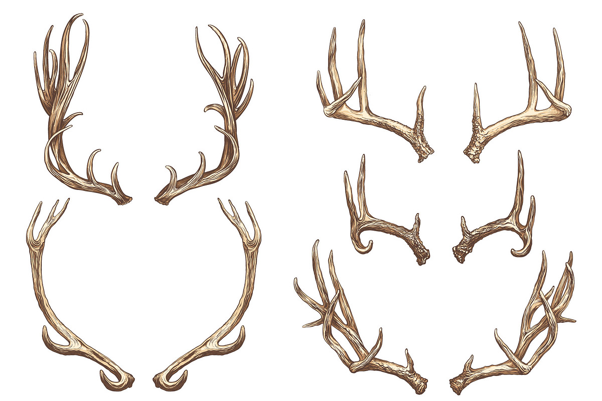Deer antlers collection., an Animal Illustration by ArtOwl (Photo 4 of 8)